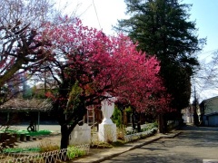 �摜(240x180)�E�g��摜(480x360)