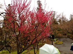 �摜(240x180)�E�g��摜(480x360)