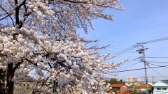 �摜(240x135)�E�g��摜(480x270)