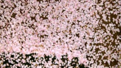 �摜(240x135)�E�g��摜(480x270)