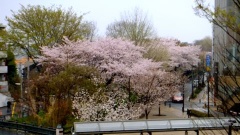 �摜(240x135)�E�g��摜(480x270)