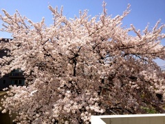 �摜(240x180)�E�g��摜(480x360)