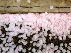 �摜(240x180)�E�g��摜(480x360)