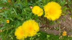 �摜(240x135)�E�g��摜(480x270)