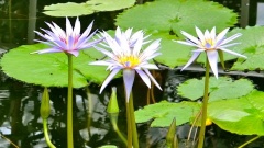 �摜(240x135)�E�g��摜(480x270)