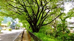 �摜(240x135)�E�g��摜(480x270)