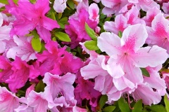 �摜(240x160)�E�g��摜(480x320)