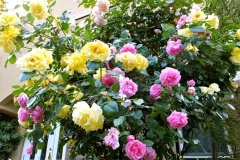 �摜(240x160)�E�g��摜(480x320)