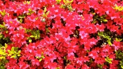 �摜(240x135)�E�g��摜(480x270)