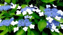 �摜(240x135)�E�g��摜(480x270)