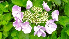 �摜(240x135)�E�g��摜(480x270)