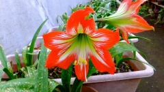 �摜(240x135)�E�g��摜(480x270)