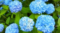 �摜(240x135)�E�g��摜(480x270)