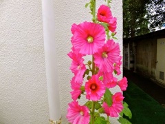 �摜(240x180)�E�g��摜(480x360)