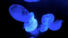 �摜(240x135)�E�g��摜(480x270)