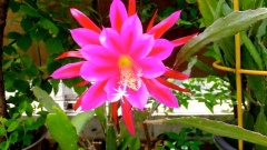 �摜(240x135)�E�g��摜(480x270)