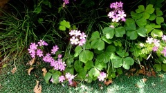 �摜(240x135)�E�g��摜(480x270)