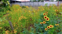 �摜(240x135)�E�g��摜(480x270)