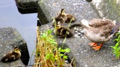 �摜(240x135)�E�g��摜(480x270)