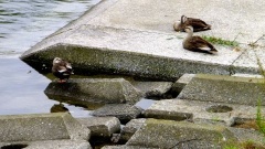 �摜(240x135)�E�g��摜(480x270)