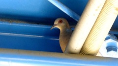 �摜(240x135)�E�g��摜(480x270)