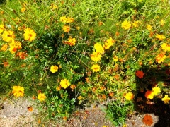 �摜(240x180)�E�g��摜(480x360)