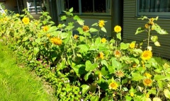 �摜(240x143)�E�g��摜(480x287)