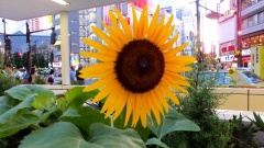 �摜(240x135)�E�g��摜(480x270)