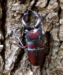 �摜(203x240)�E�g��摜(407x480)