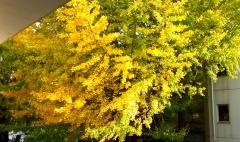 �摜(240x142)�E�g��摜(480x284)