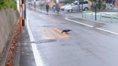 �摜(240x135)�E�g��摜(480x270)