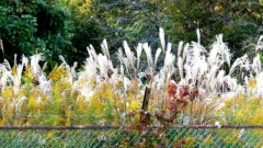 �摜(240x135)�E�g��摜(640x360)