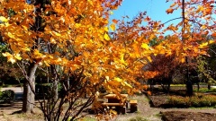 �摜(240x135)�E�g��摜(480x270)