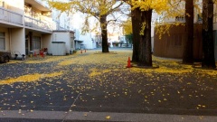 �摜(240x135)�E�g��摜(480x270)