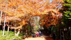 �摜(240x135)�E�g��摜(480x270)