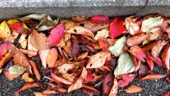 �摜(240x135)�E�g��摜(480x270)