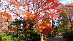 �摜(240x135)�E�g��摜(480x270)