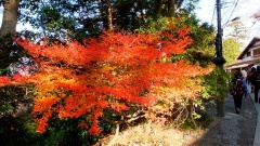 �摜(240x135)�E�g��摜(480x270)