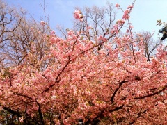 �摜(240x180)�E�g��摜(480x360)