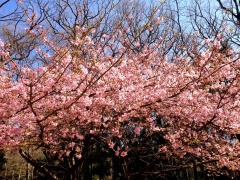 �摜(240x180)�E�g��摜(480x360)