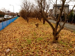 �摜(240x180)�E�g��摜(480x360)