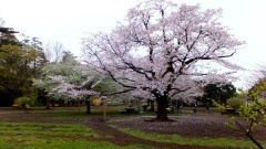 �摜(240x135)�E�g��摜(480x270)