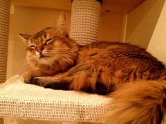 �摜(240x180)�E�g��摜(480x360)