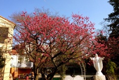 �摜(240x161)�E�g��摜(480x322)