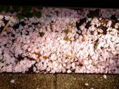 �摜(240x180)�E�g��摜(480x360)