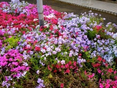 �摜(240x180)�E�g��摜(480x360)