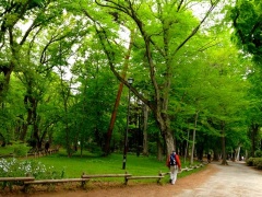 �摜(240x180)�E�g��摜(480x360)