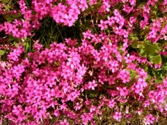 �摜(240x180)�E�g��摜(480x360)