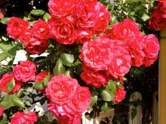 �摜(240x180)�E�g��摜(480x360)