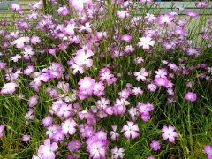 �摜(240x180)�E�g��摜(480x360)